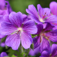 Geranium Flower seeds for Planting - Wildflower Mix, Heirloom & GMO Free Seeds for Home Garden