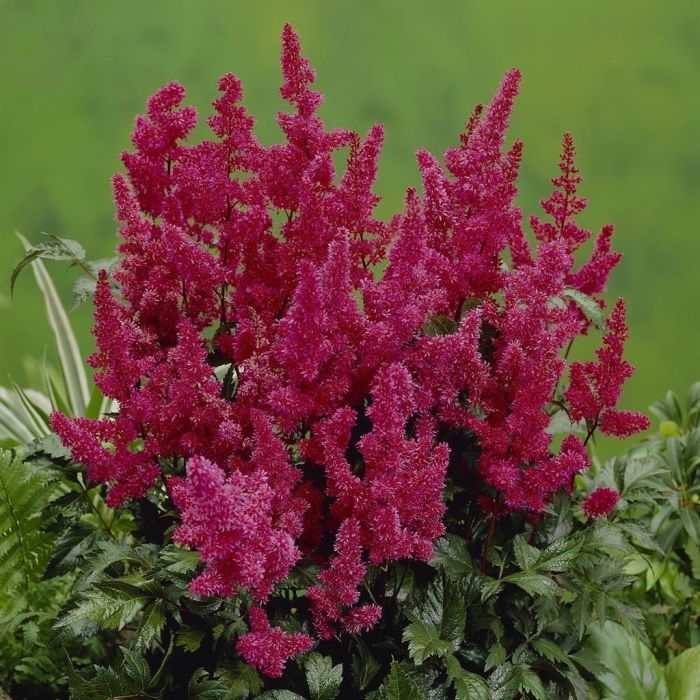 Pink Astilbe Flower Planting Seeds for Lush Garden Blooms