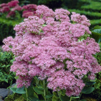 Spectabile Flower seeds for Planting - Low Maintenance, Heirloom & GMO Free Seeds for Home Garden