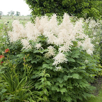 White Aruncus Dioicus Flower seeds for Planting - Seasonal Bloomer, Heirloom & GMO Free Seeds for Home Garden
