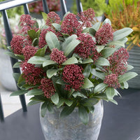Skimmia Flower seeds for Planting Long Bloom Season Heirloom & GMO Free Seeds for Home Garden