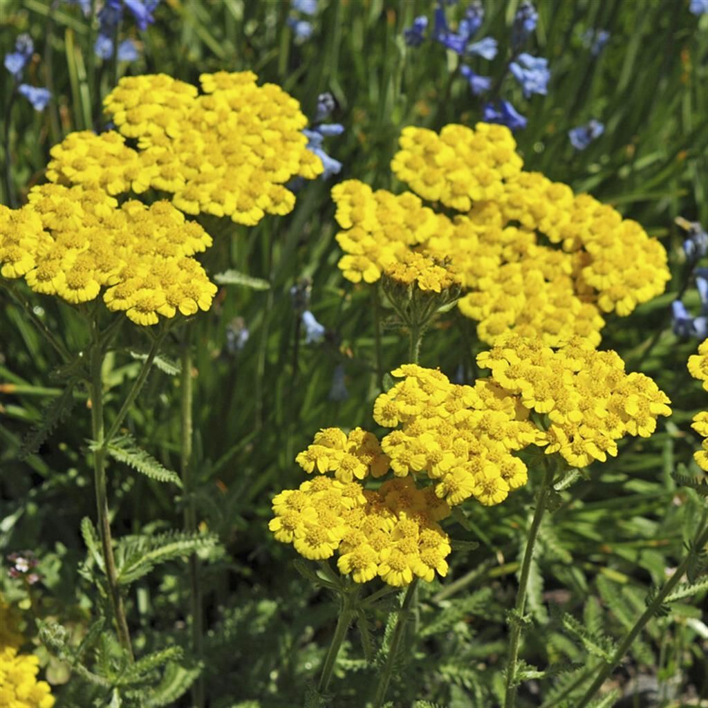 Yellow Yarrow Flower seeds for Planting - Seasonal Bloomer, Heirloom & GMO Free Seeds for Home Garden