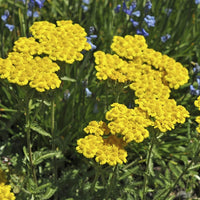 Yellow Yarrow Flower seeds for Planting - Seasonal Bloomer, Heirloom & GMO Free Seeds for Home Garden
