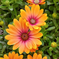 Orange and Blue William Osteospermum Flower seeds for Planting Bright Blooms Heirloom & GMO Free Seeds for Home Garden