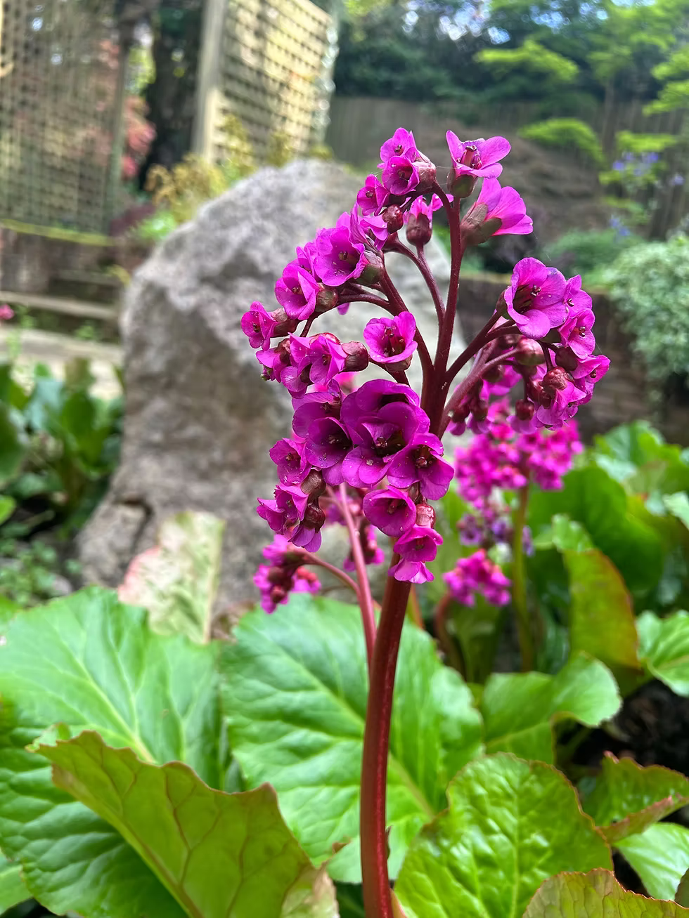 Cordifolia Flower seeds for Planting - Pollinator Friendly, Heirloom & GMO Free Seeds for Home Garden