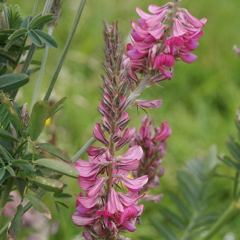 Onobrychis Flower seeds for Planting Perfect for Borders Heirloom & GMO Free Seeds for Home Garden