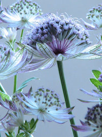 Blue Masterwort Flower seeds for Planting - Wildflower Mix, Heirloom & GMO Free Seeds for Home Garden