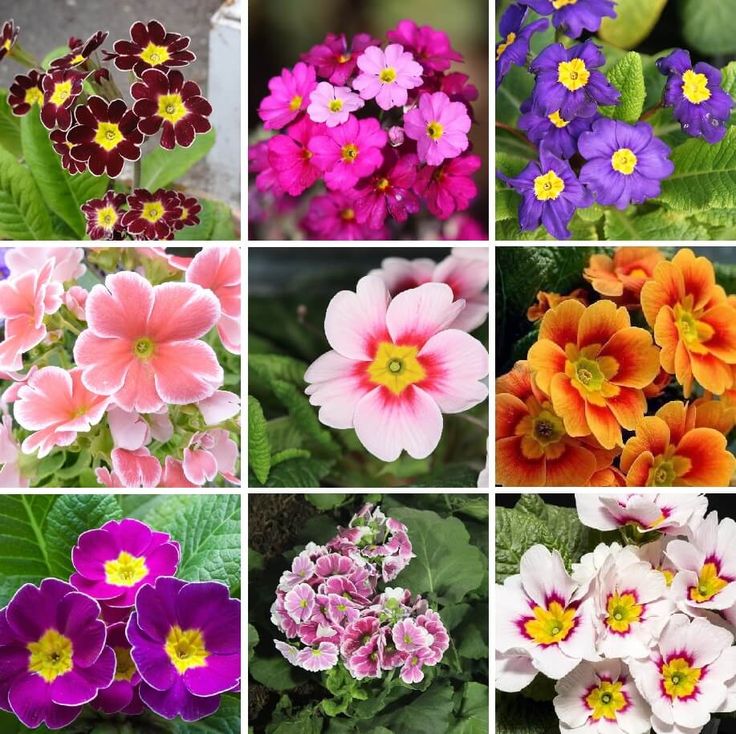 Primula Flower seeds for Planting - Long Bloom Season, Heirloom & GMO Free Seeds for Home Garden