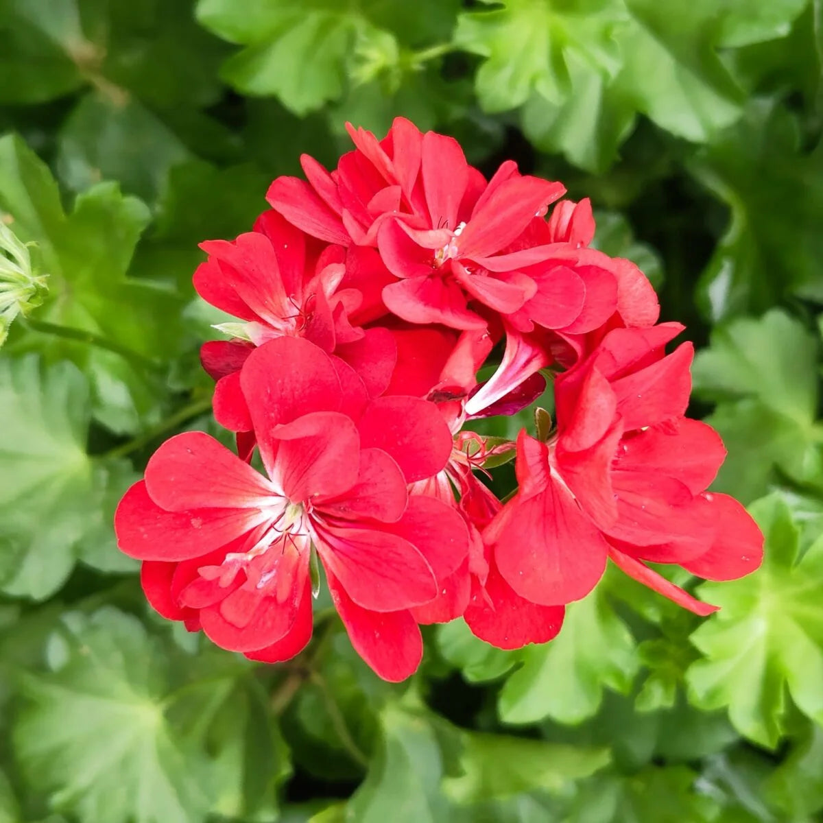 Geranium Flower Seeds for Planting  Red & White Blooms for Your Garden