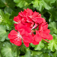 Geranium Flower Seeds for Planting  Red & White Blooms for Your Garden