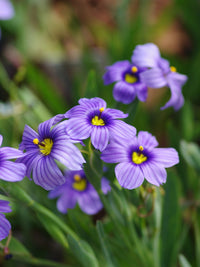 Sisyrinchium Flower seeds for Planting Low Maintenance Heirloom & GMO Free Seeds for Home Garden 
 
 Sale