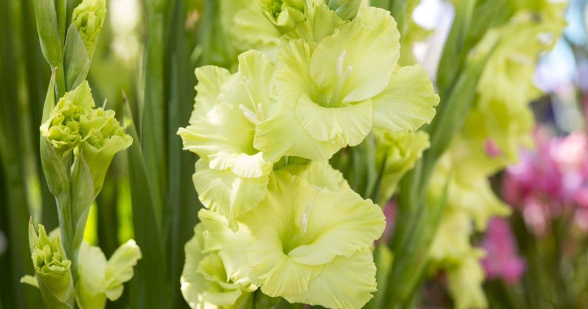 Light Green Gladiolus Flower Seeds for Planting Premium Quality Heirloom & GMO Free Seeds for Home Garden
 
 Sale