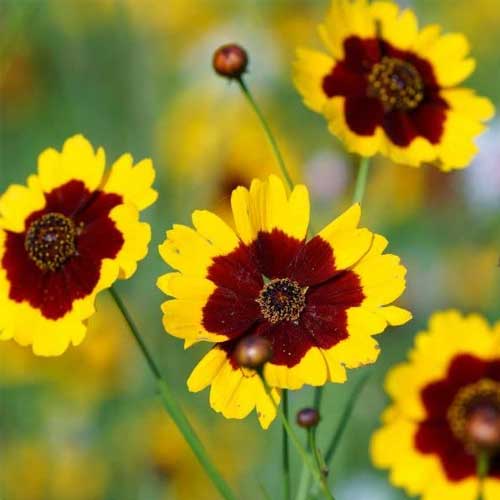 Calliopsis Seeds for Easy Planting | Garden Flower Seeds