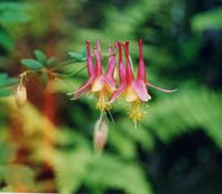 Red Aquilegia Canadensis Flower Seeds  Perfect for Spring Planting