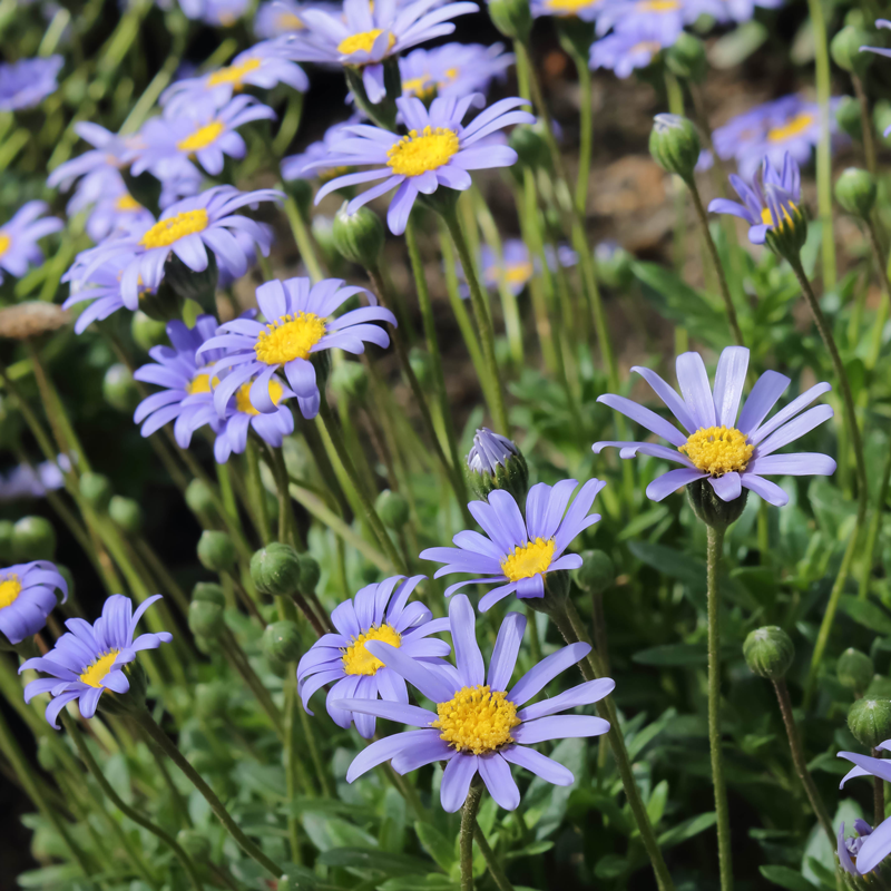 Blue Felicia Amelloides Flower seeds for Planting - Sun Loving, Heirloom & GMO Free Seeds for Home Garden