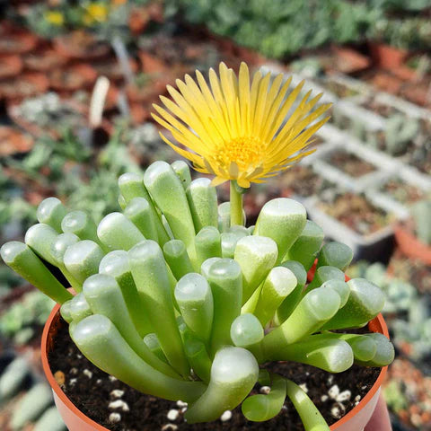 Heirloom Baby Toes Succulent Flower seeds for Planting Premium Quality Heirloom & GMO Free Seeds for Home Garden