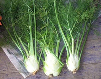 Feathery Aromatic Leaves of Sweet Florence Fennel