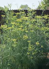 Fennel yellow umbel flowers attracting pollinators grown from seeds