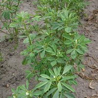 Fenugreek seeds thriving in garden beds and container plantings