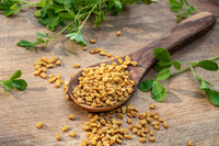 Fenugreek seeds Trigonella foenum-graecum growing aromatic plants