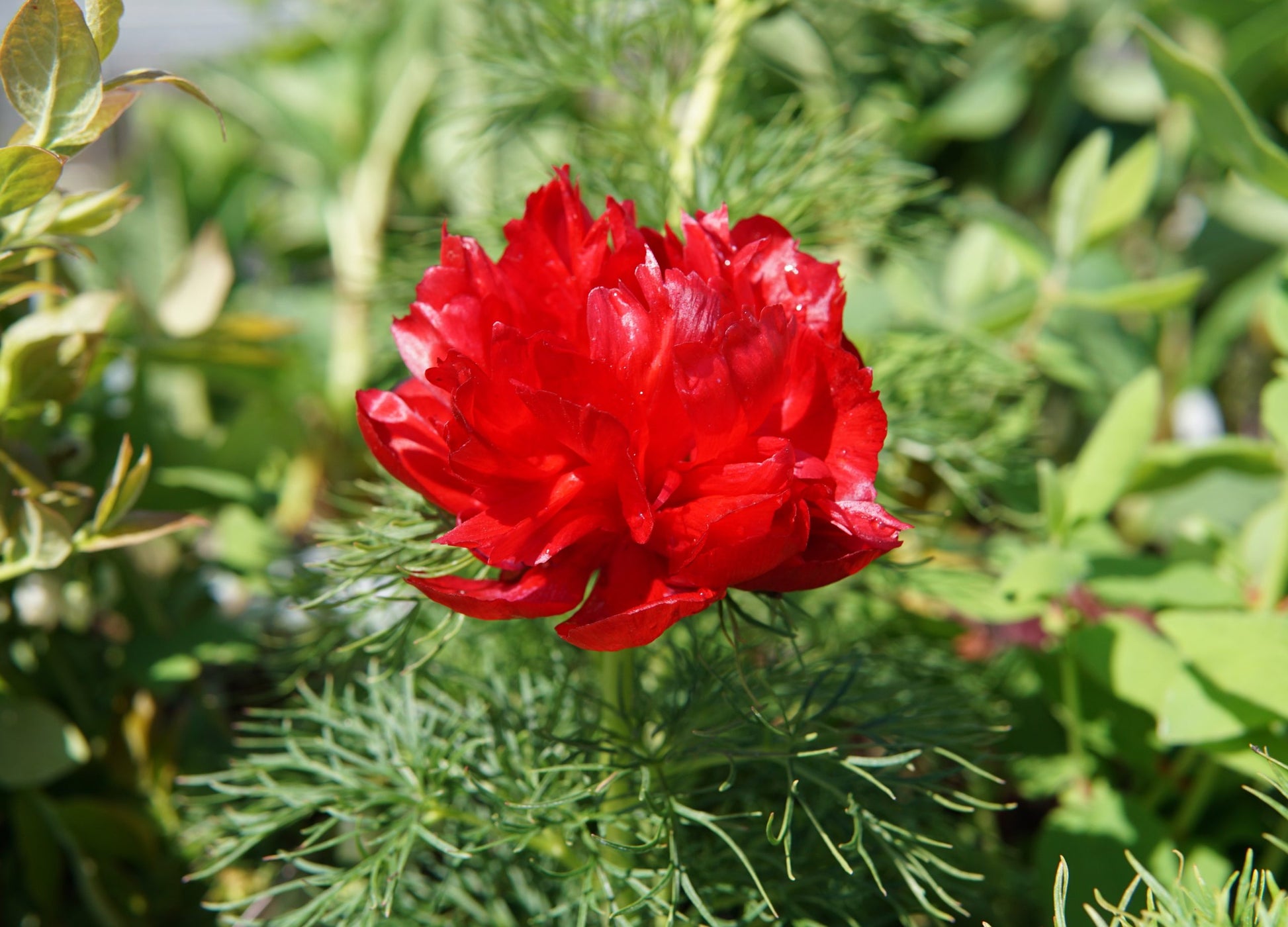 Double Flowering Fernleaf Peony Seeds for Planting - Premium Perennial Seeds