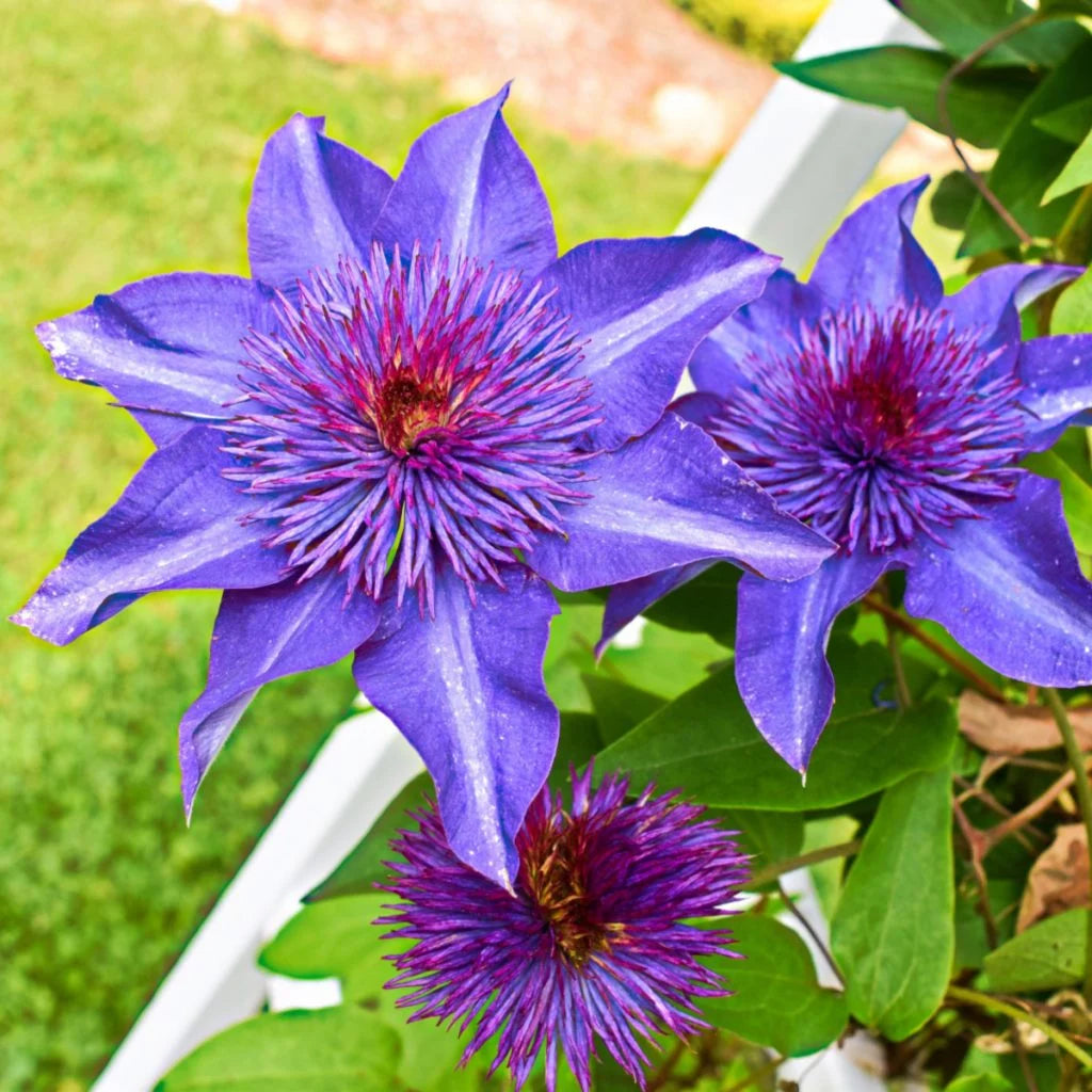 Clematis Flower seeds for Planting Hardy Variety Heirloom & GMO Free Seeds for Home Garden
