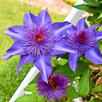 Clematis Flower seeds for Planting Hardy Variety Heirloom & GMO Free Seeds for Home Garden