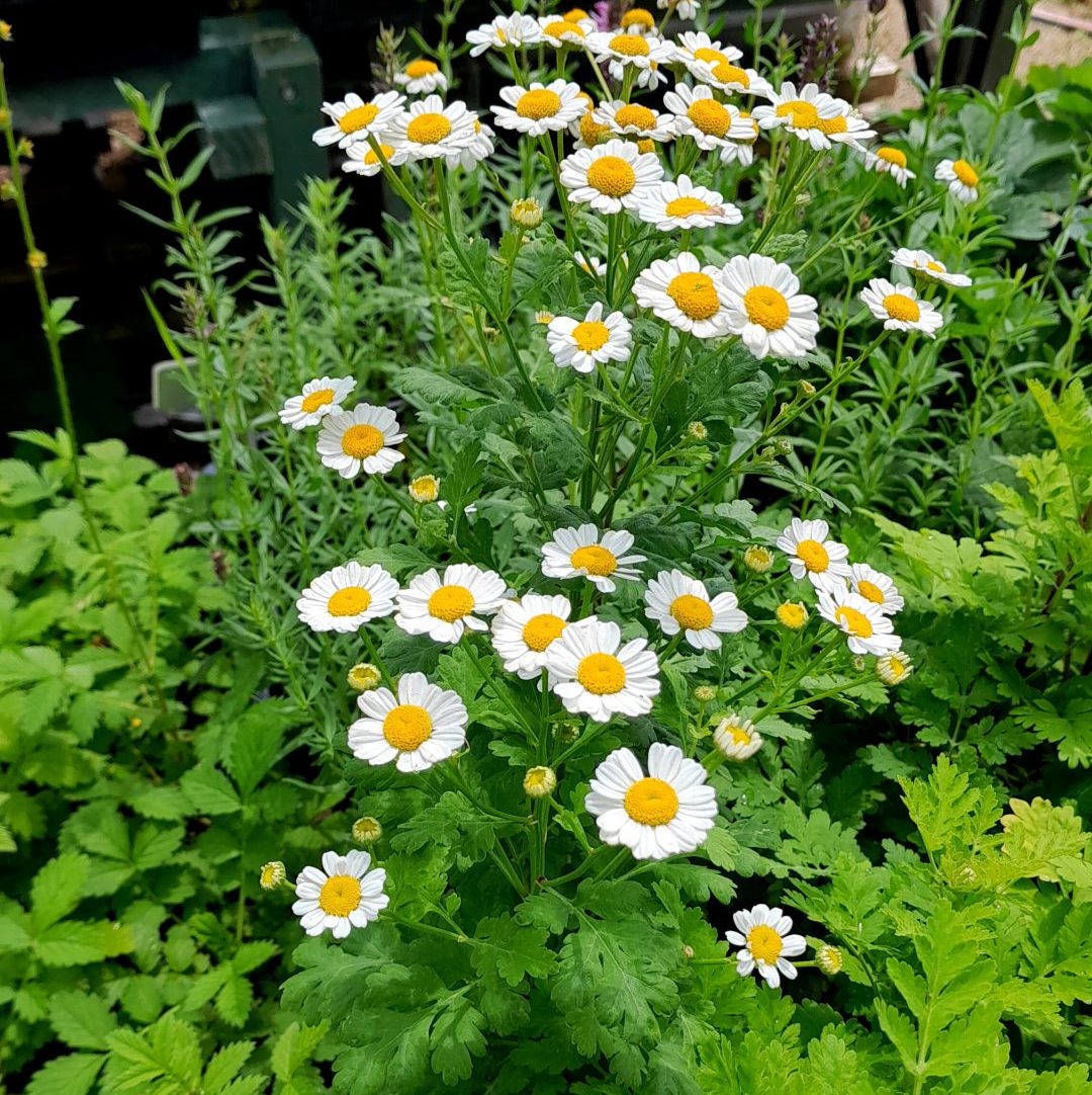 Feverfew Flower seeds for Planting Vibrant Colors Heirloom & GMO Free Seeds for Home Garden 
 
 Sale