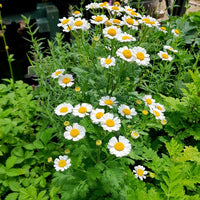 Feverfew Flower seeds for Planting Vibrant Colors Heirloom & GMO Free Seeds for Home Garden 
 
 Sale