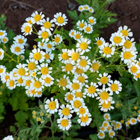 Feverfew Flower seeds for Planting Vibrant Colors Heirloom & GMO Free Seeds for Home Garden 
 
 Sale