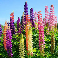 Lupine Mixed Flower seeds for Planting - Perfect for Borders, Heirloom & GMO Free Seeds for Home Garden