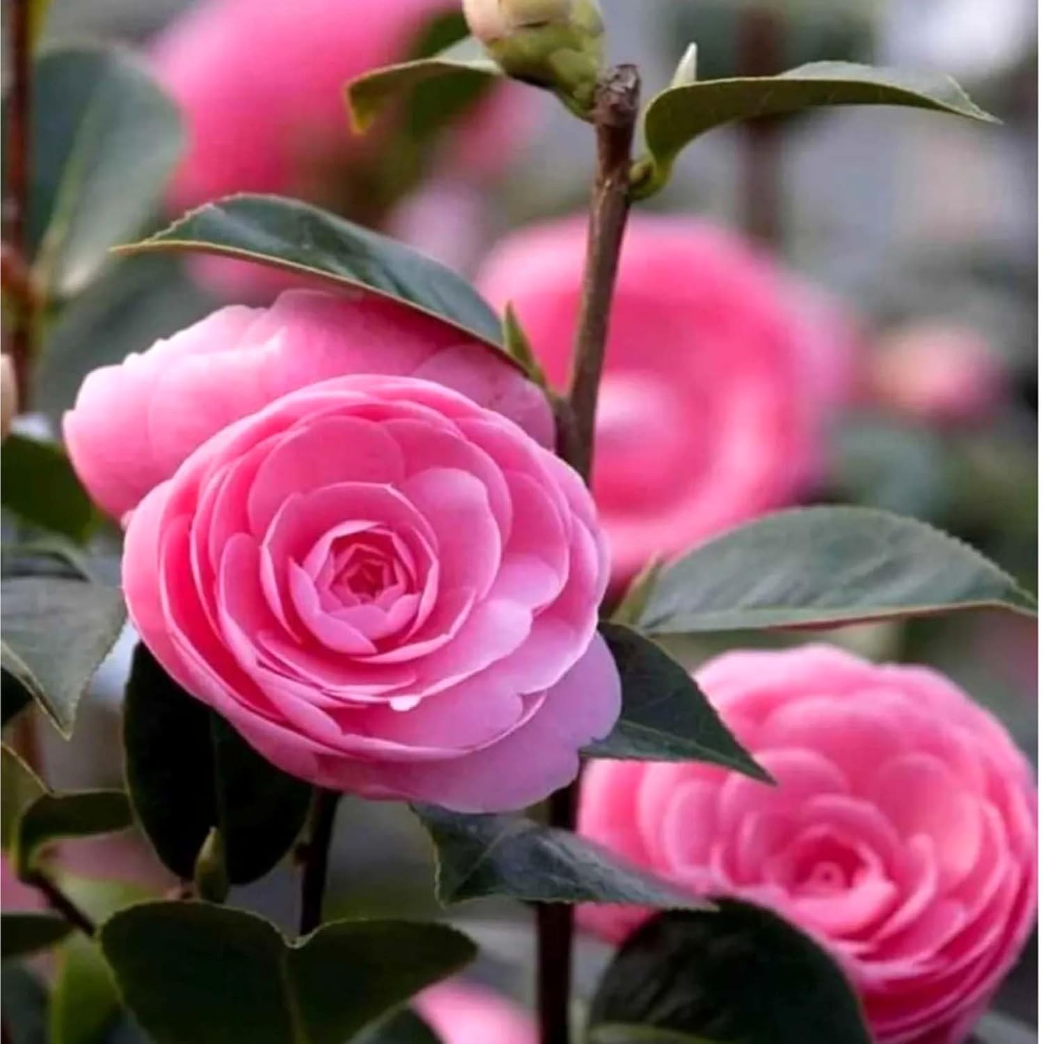 Pink Camellia Flower seeds for Planting - Drought Tolerant, Heirloom & GMO Free Seeds for Home Garden