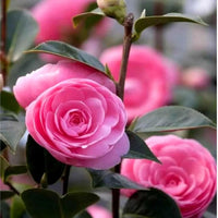 Pink Camellia Flower seeds for Planting - Drought Tolerant, Heirloom & GMO Free Seeds for Home Garden