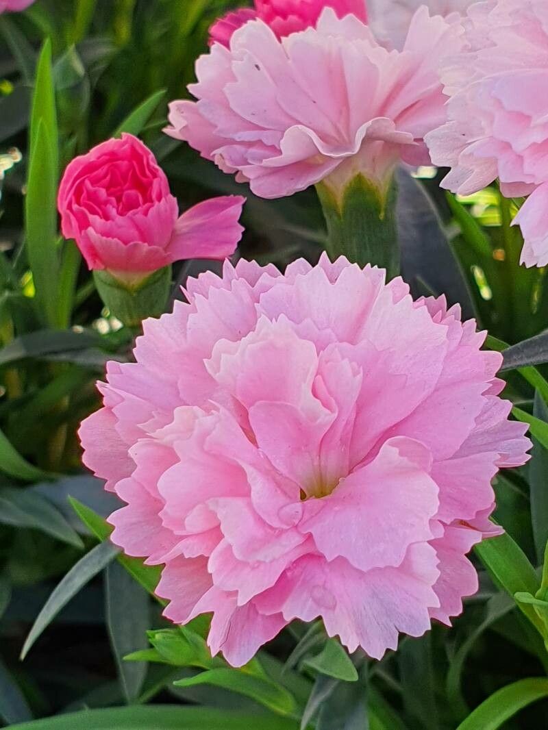 Pink Caryophyllus Flower seeds for Planting - Shade Tolerant, Heirloom & GMO Free Seeds for Home Garden
