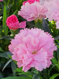 Pink Caryophyllus Flower seeds for Planting - Shade Tolerant, Heirloom & GMO Free Seeds for Home Garden