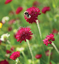 Red Pincushion Flower seeds for Planting - Compact Growth, Heirloom & GMO Free Seeds for Home Garden
