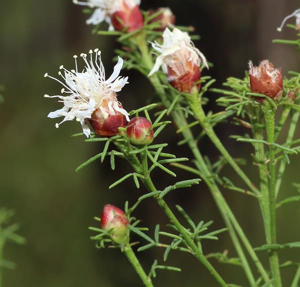 Dalea Pinnata Flower seeds for Planting - Compact Growth, Heirloom & GMO Free Seeds for Home Garden