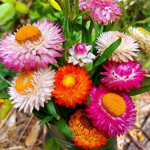 Straw Flower seeds for Planting Bright Blooms Heirloom & GMO Free Seeds for Home Garden