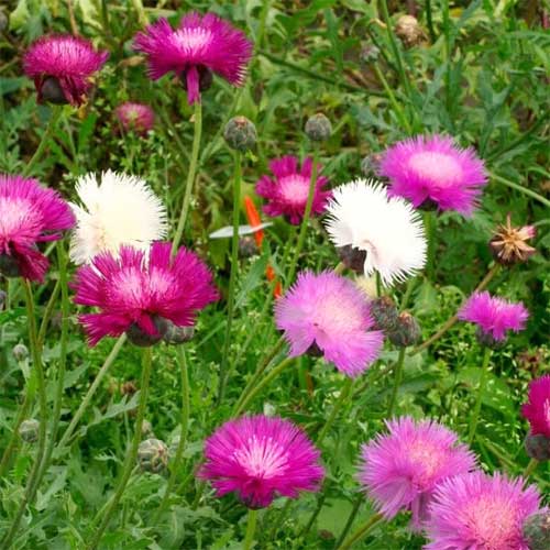 Heirloom Moschata Flower seeds for Planting Premium Quality Heirloom & GMO Free Seeds for Home Garden