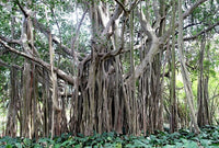Indoor Banyan Fig tree in pot