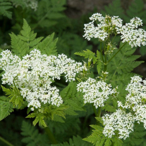 Heirloom Sweet Cicely Flower seeds for Planting Seasonal Bloomer Heirloom & GMO Free Seeds for Home Garden