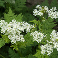Heirloom Sweet Cicely Flower seeds for Planting Seasonal Bloomer Heirloom & GMO Free Seeds for Home Garden