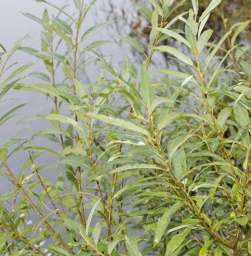 Flame Willow Flower seeds for Planting - Shade Tolerant, Heirloom & GMO Free Seeds for Home Garden