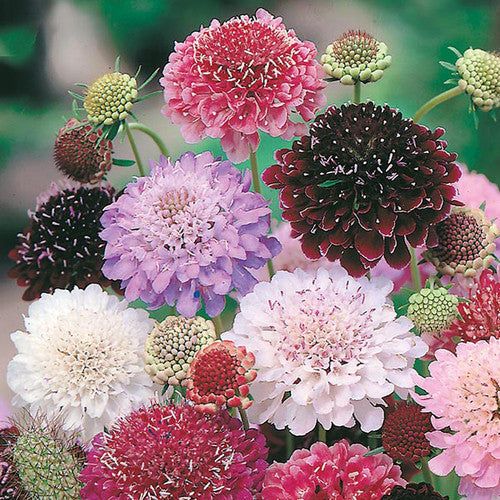 Yellow Scabious Flower seeds for Planting - Easy to Grow, Heirloom & GMO Free Seeds for Home Garden