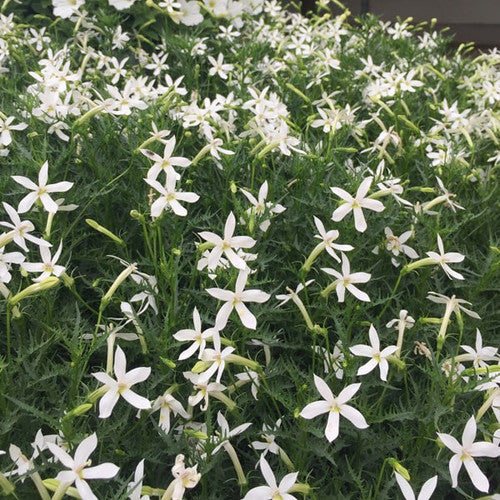 Laurentia Flower seeds for Planting - Fragrant Blossoms, Heirloom & GMO Free Seeds for Home Garden