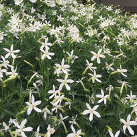 Laurentia Flower seeds for Planting - Fragrant Blossoms, Heirloom & GMO Free Seeds for Home Garden