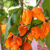 Trinidad Moruga Orange Seeds for Planting