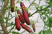 Finger Lime plant with caviar-like fruit in container