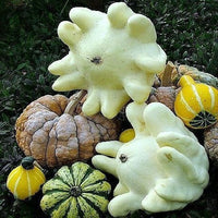 Finger squash seeds Cucurbita moschata for planting