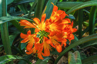 Mixed Clivia Flower seeds for Planting - Shade Tolerant, Heirloom & GMO Free Seeds for Home Garden